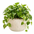 Plante artificielle pothos 45 cm feuillage vert panaché en plastique pour intérieur